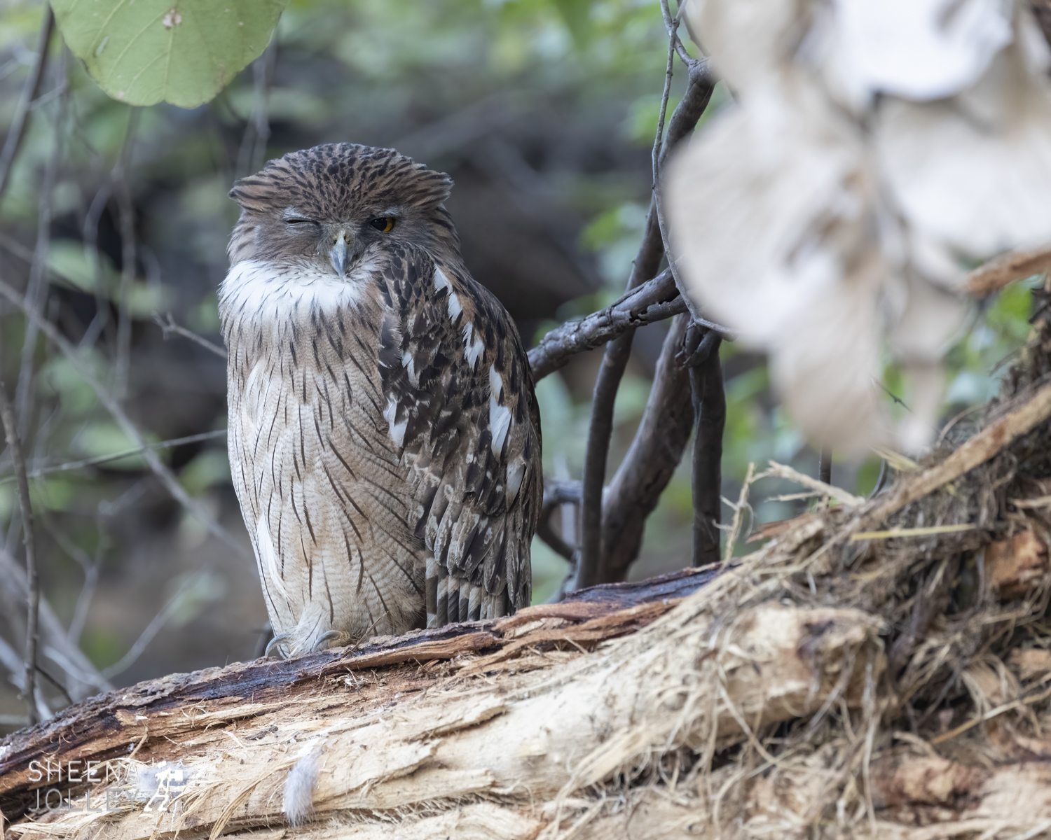 Dusky Eagle Owl On Watch.jpg - India